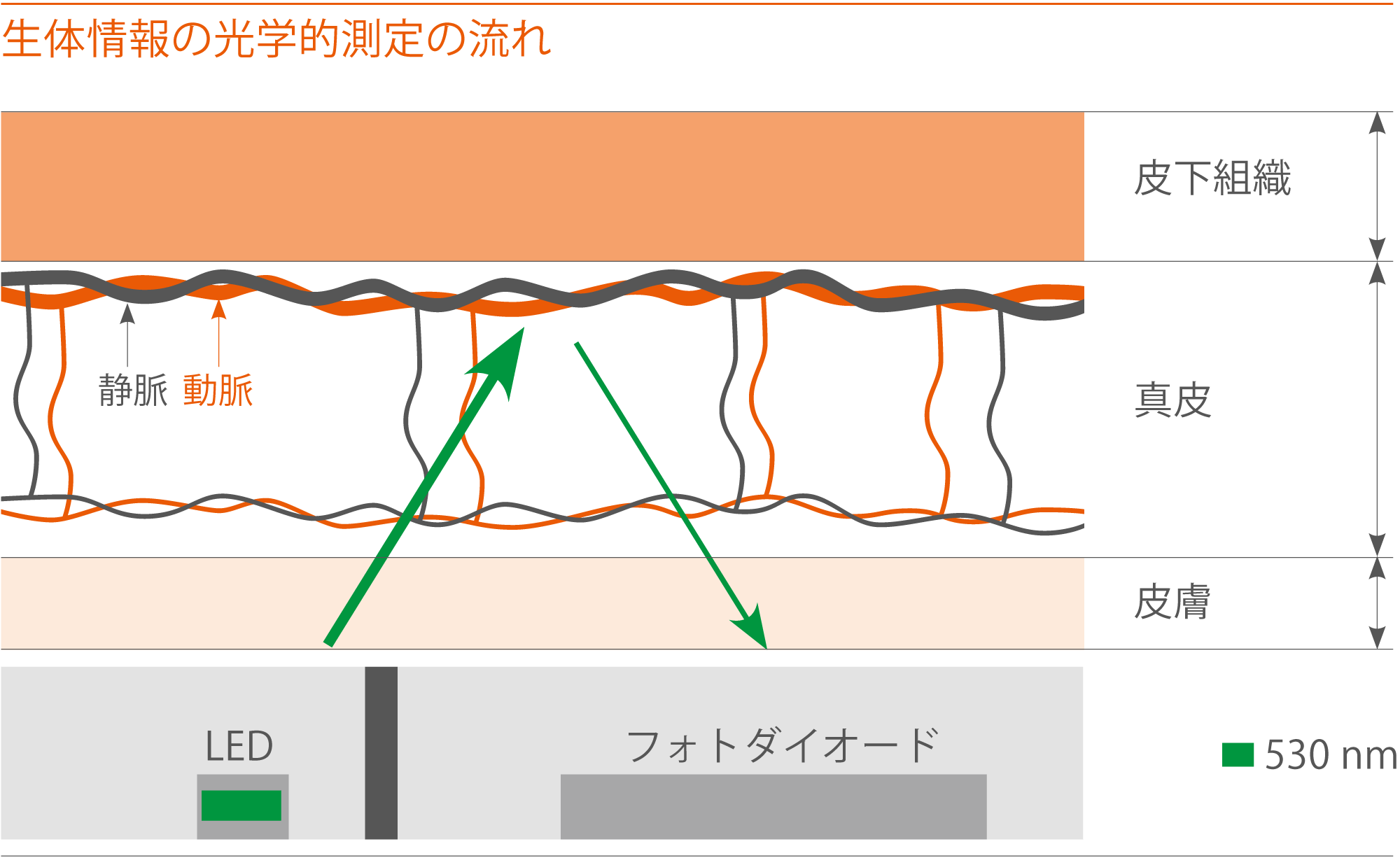 脈波センサーによる血圧測定